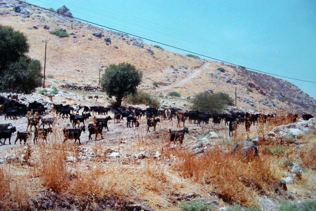 ISRAËL, Migdal. Like in biblical days: a flock of goats along the shore of the Sea of Gallilee הכנרת, 1966 ישראל, Мигдаль аЭмек