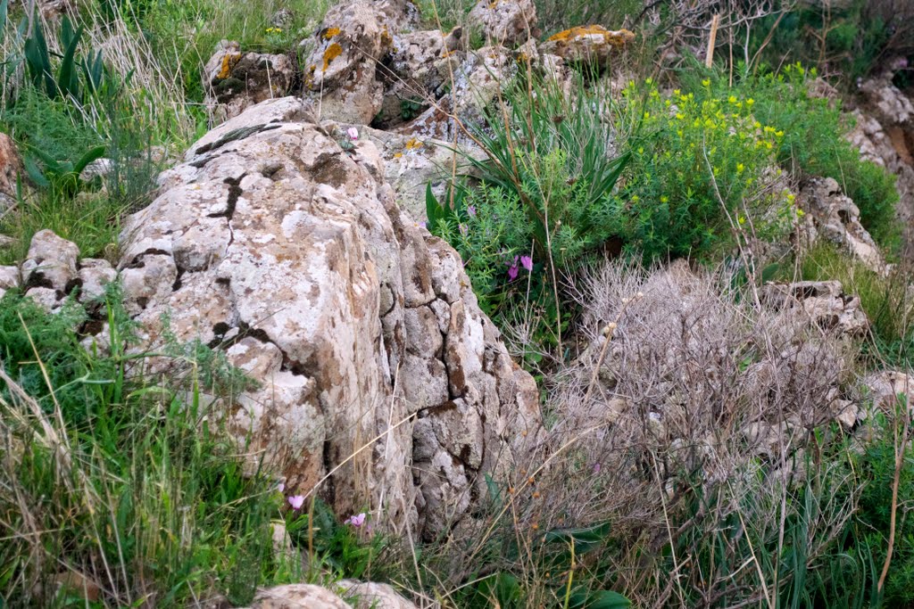 Outcrop of stones, flora, Gamla, Golan Heights, Кацрин