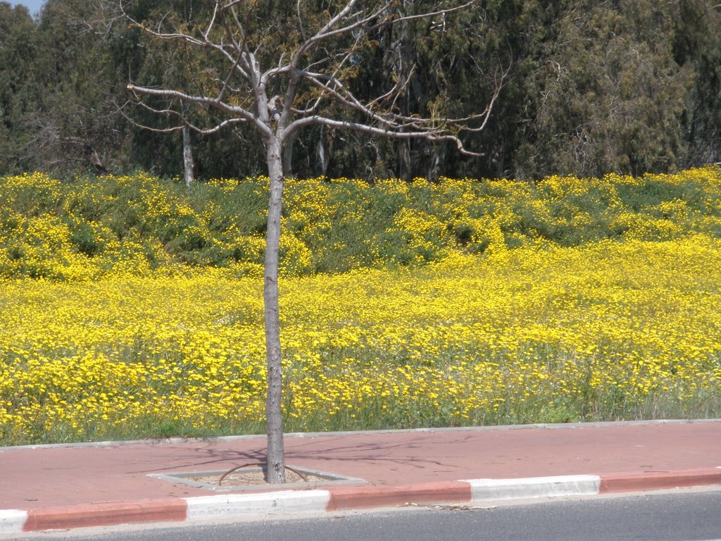 spring at sidewalk, Герцелия