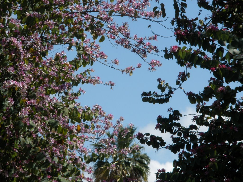 blooming spring blue sky, Герцелия