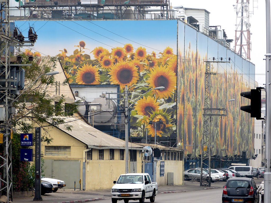 Sunflowers in the city, Yigal Alon, Tel Aviv, Гиватаим