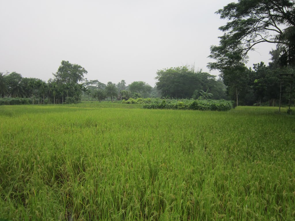 Nice Green Field. December, 2012. West Bengal, India., Байдьябати