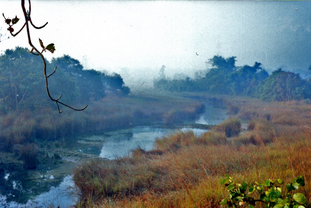 Marshy channel in Dudhwa National Park, Балли