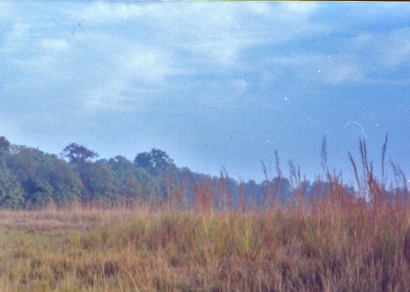 Open Grass in Dudhwa National Park, Балли