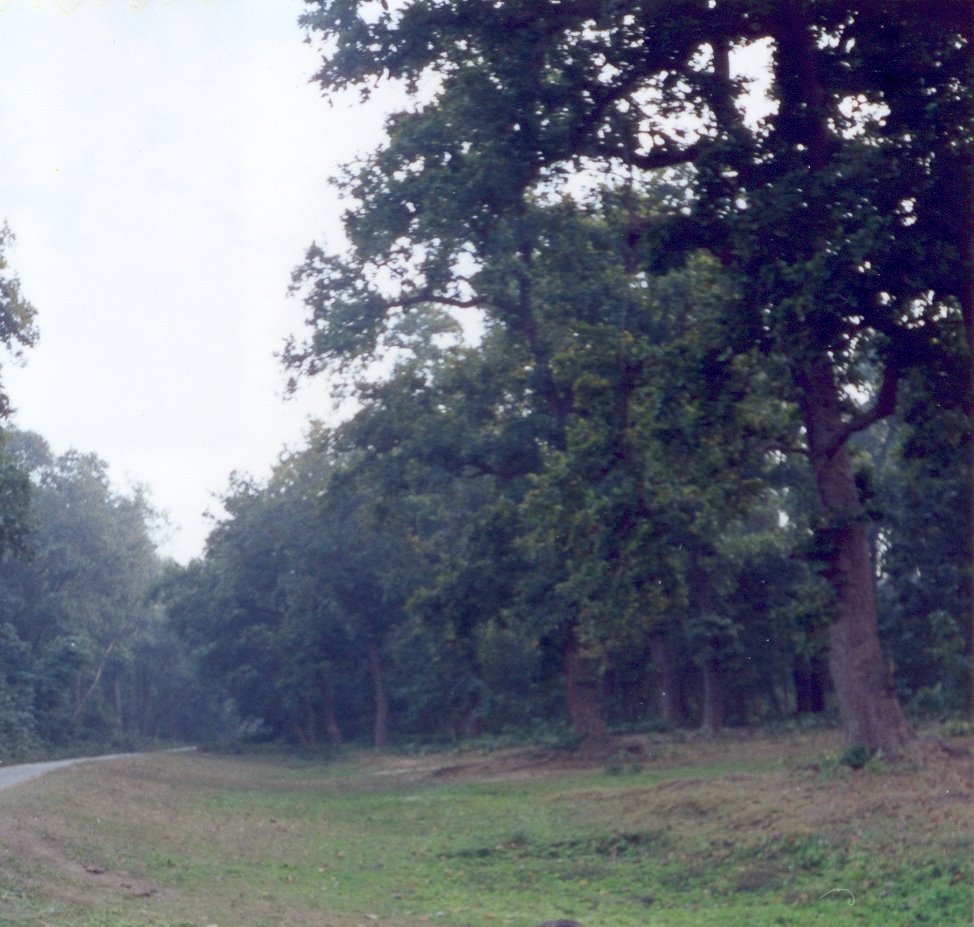 Forest Patch near Mailani, Балли
