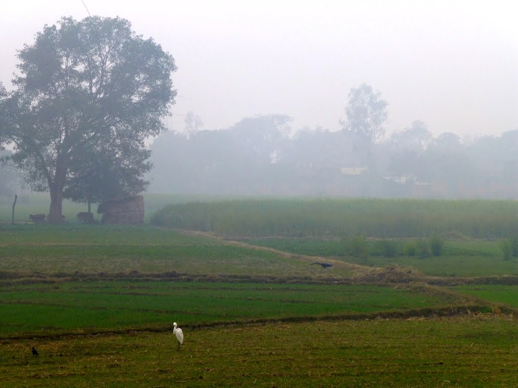 Foggy Landscape, Балли