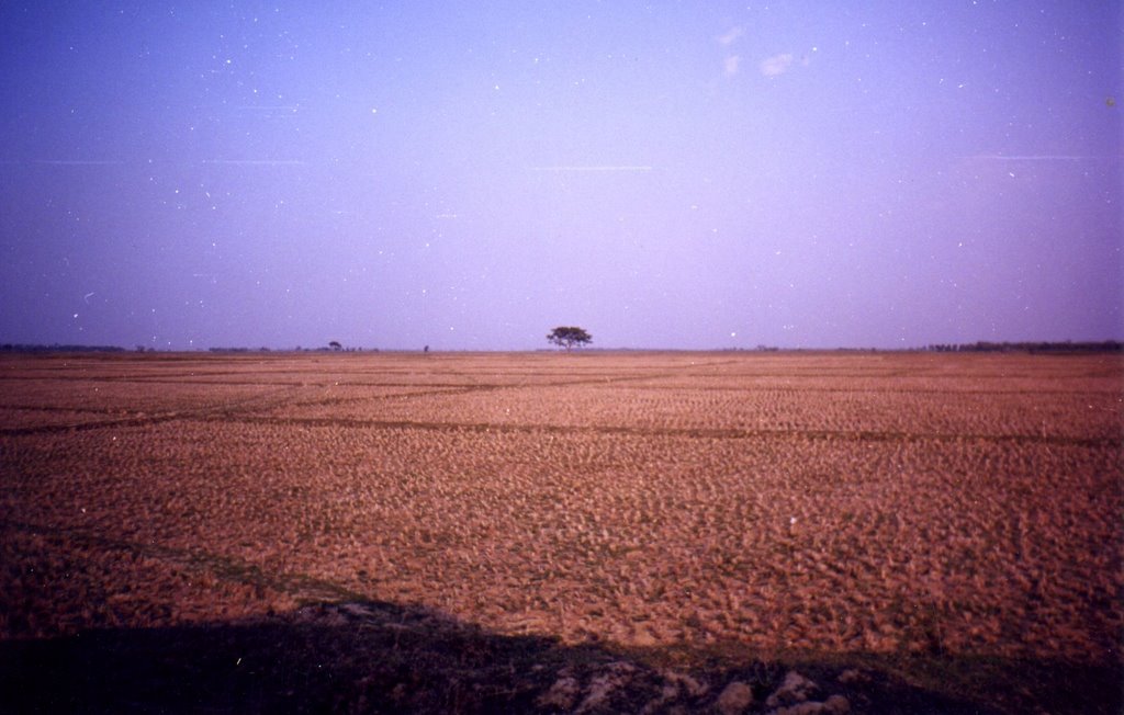 Reisfelder, unbebaut, in West-Bengalen, Банкура