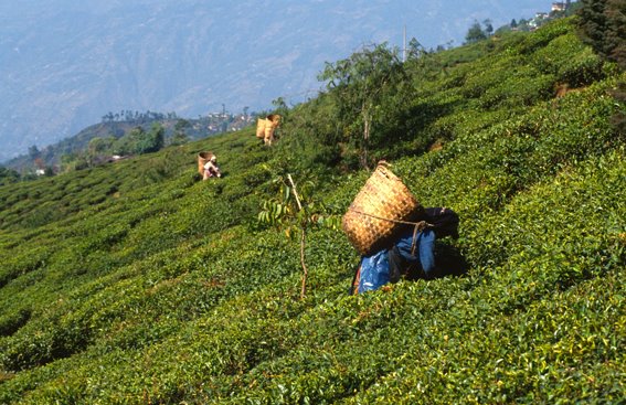 Darjeeling, teagardens, Даржилинг