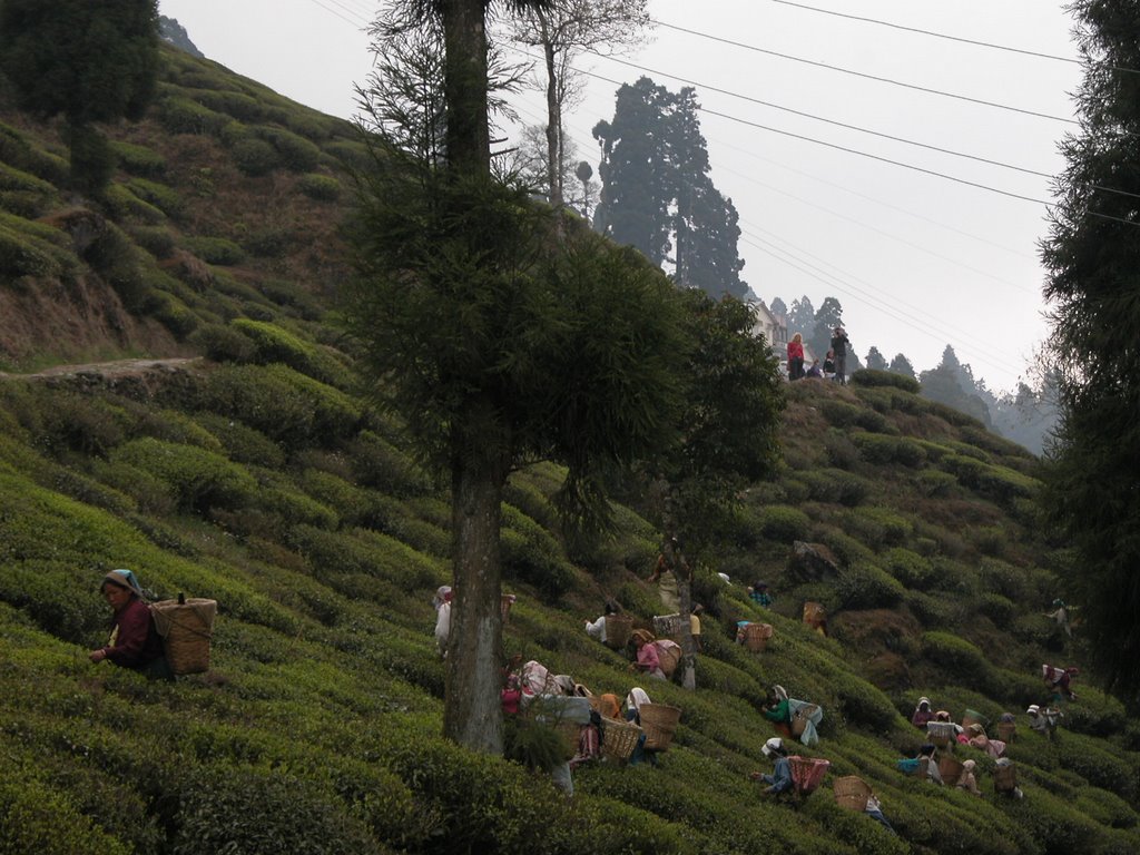 Happy tea valley in Darjeeling, Даржилинг
