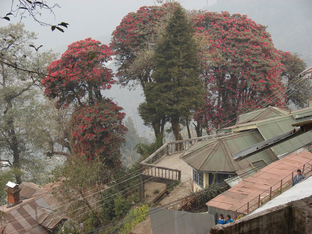 Darjeeling., Даржилинг