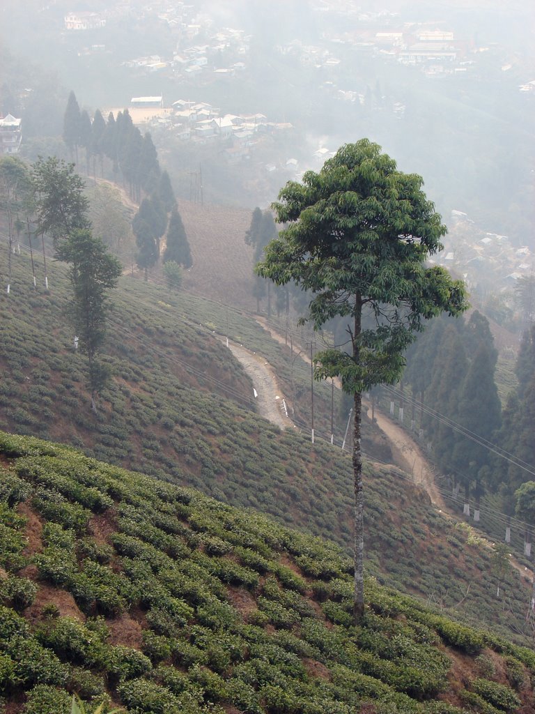 Darjeeling.theTea plantations, Даржилинг