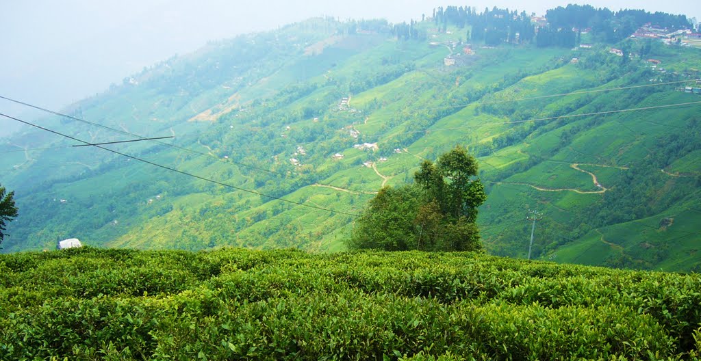 India Darjeeling Tea Garden, Даржилинг