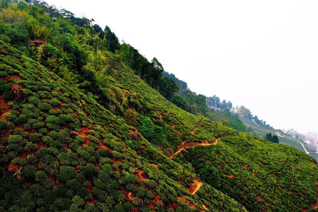 Darjeeling Tea Garden, Darjeeling, West Bengal, India., Даржилинг