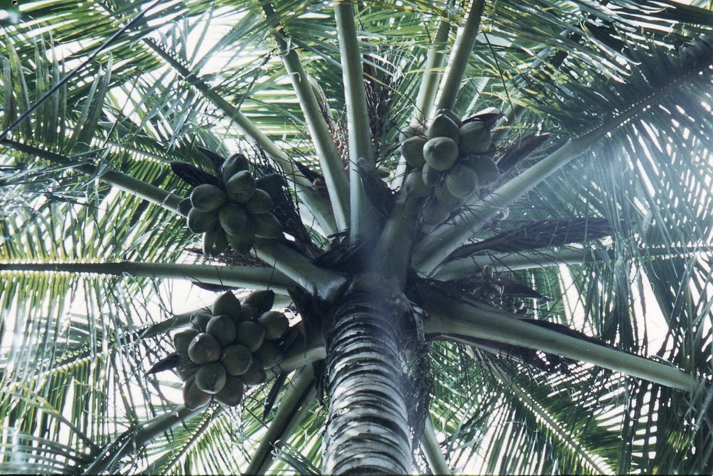 Coconut Tree In My Garden (Dibakar), Дургапур