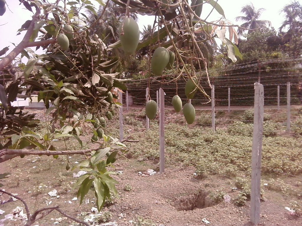 mango on the lawn, Кришнанагар