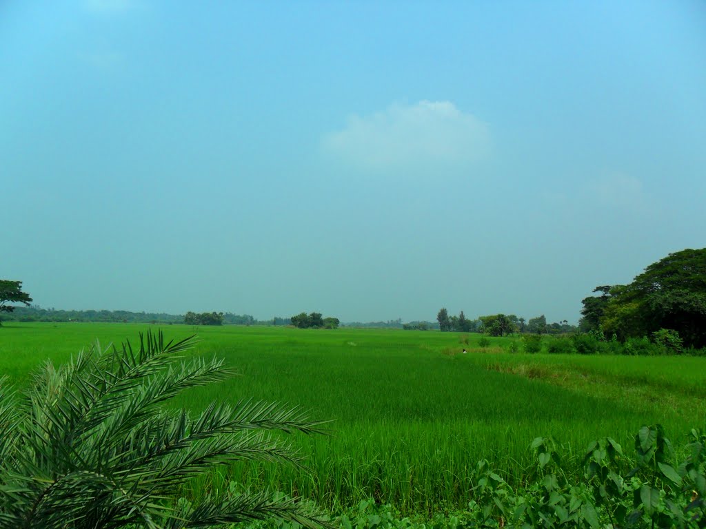 PADDY-FIELD  ( FALTA), Кхарагпур