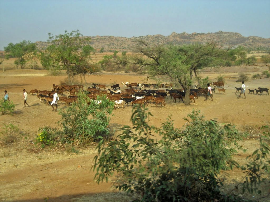 Rinderherde bei Hospet, Бияпур