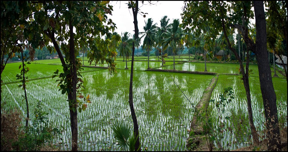 Rice Farm, Бияпур