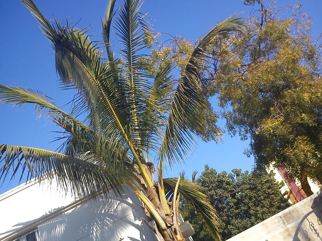 Coconut Tree beside Kalmesh Kallurs House in Panchaxari Nagar (Burbure Plot), Гадаг