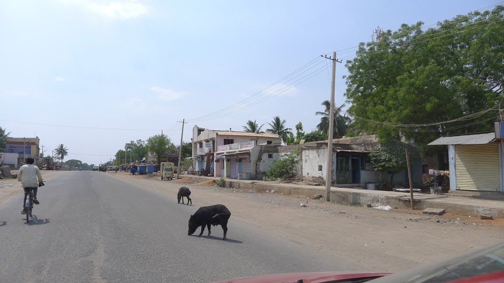 Звычайная справа - свiннi на дарогах у Iндыi (-̮̮̃•̃) Pigs in the street (-̮̮̃•̃) INDIA (-̮̮̃•̃)   KARNATAKA (-̮̮̃•̃)   KOPPAL, Давангер
