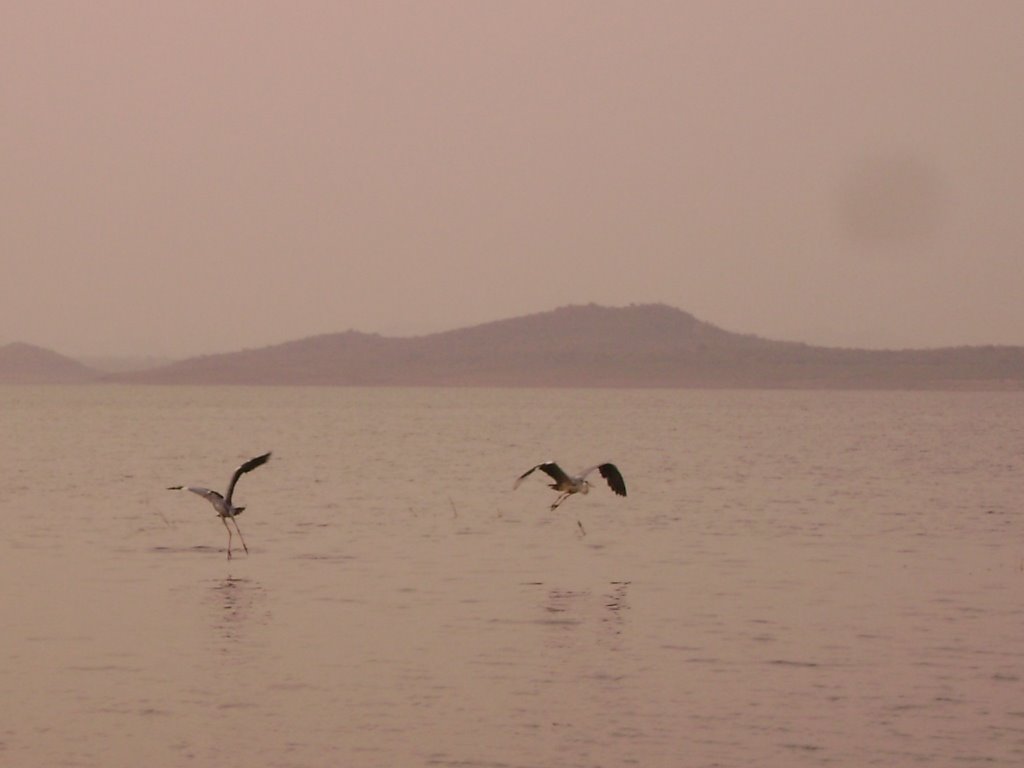 Birds of Vani Vilas Sagar Reservoir, Давангер