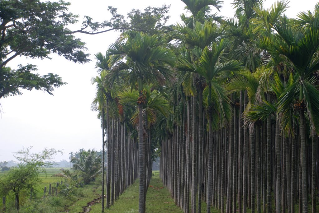 Aracnut trees in a row - Precision separation - Davengere,Karnataka, India, Давангер