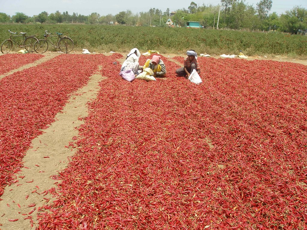 chilli processing in open field, Анакапал
