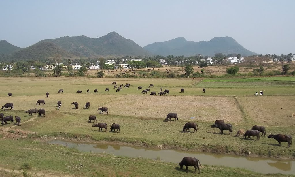 Buffalos graze Vijayanagaram fields 7843, Визианагарам