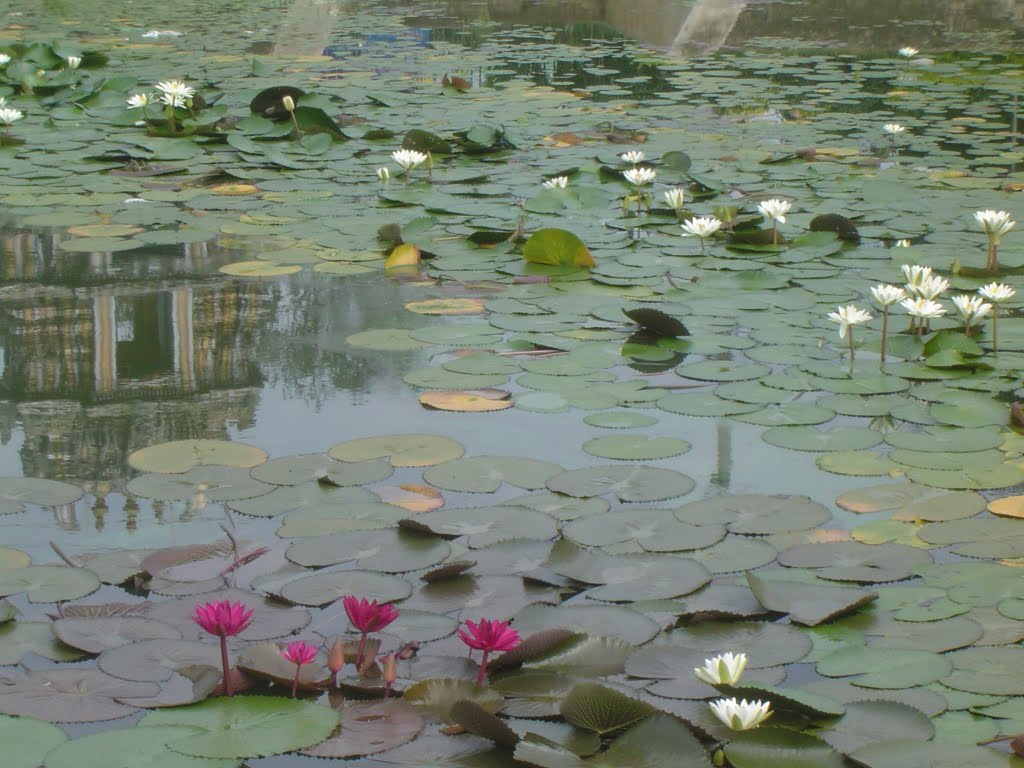 Temple in Lotus pond, Какинада