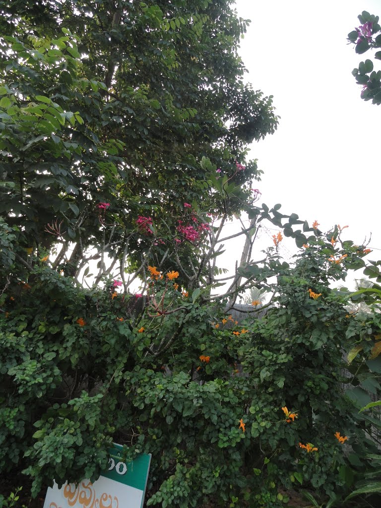 gokulam flowers, Какинада