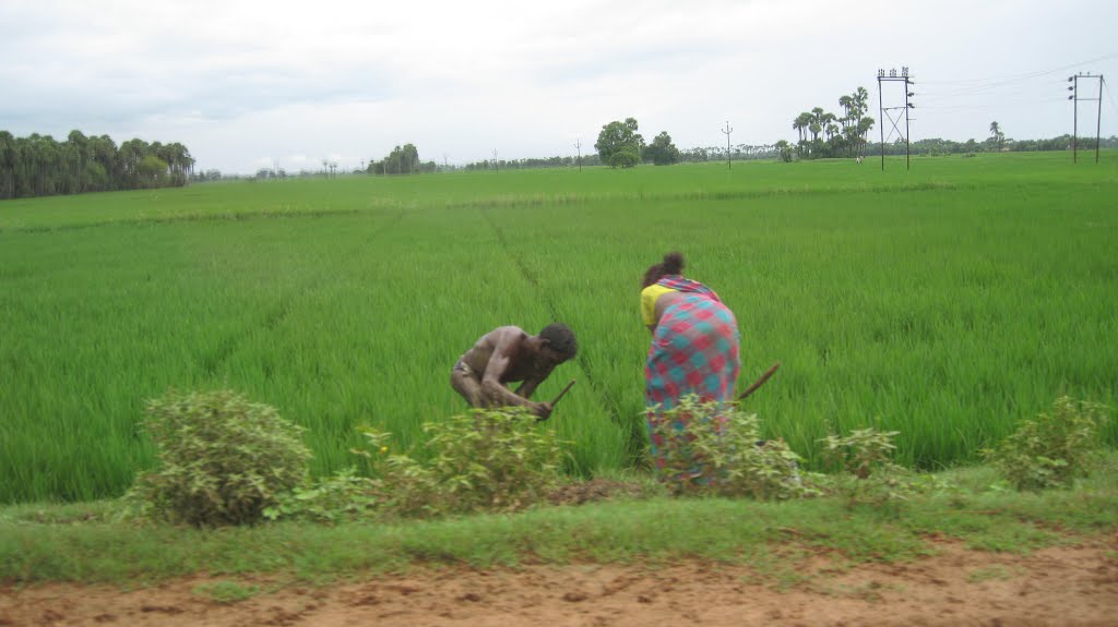 Rice fields near tenali., Тенали