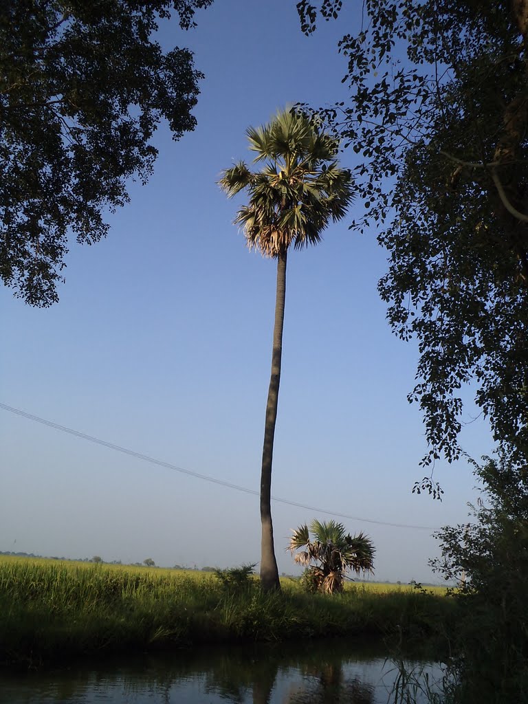 Palm Tree, Тенали