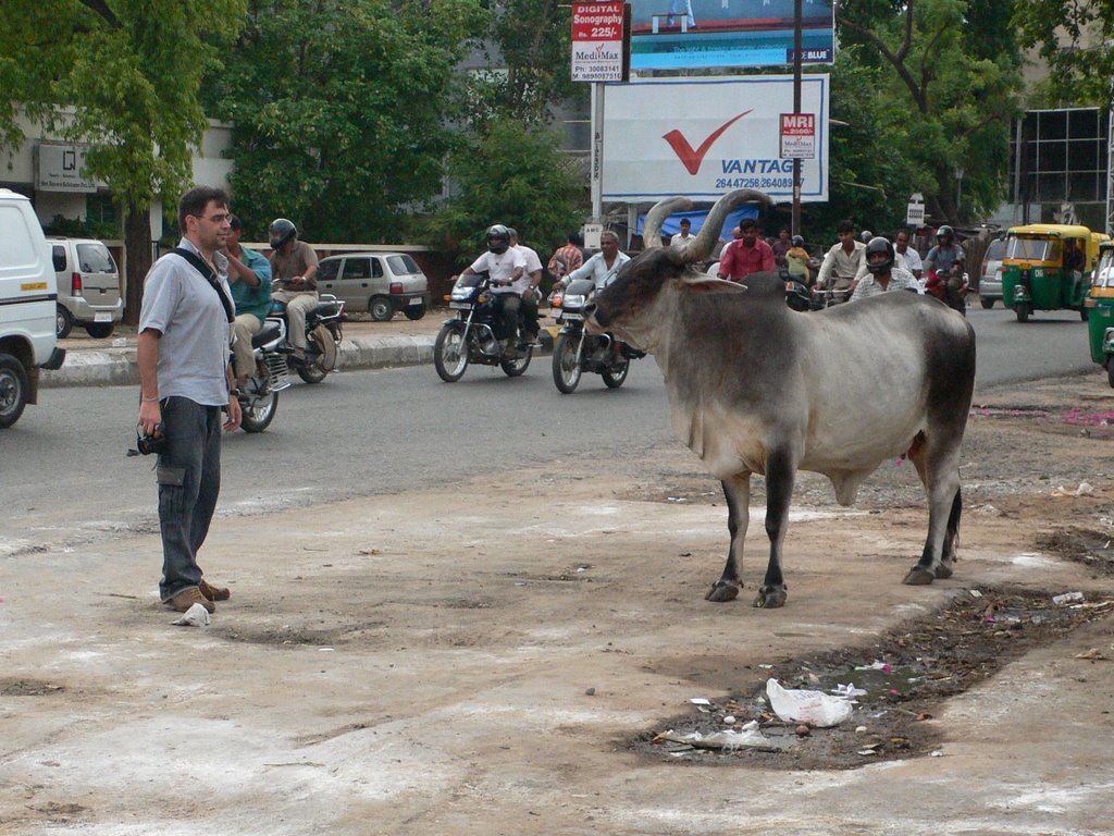 ROAD AHMEDABAD, SACRED COWS - INDIA, by  Augusto Janiscki Junior, Ахмадабад
