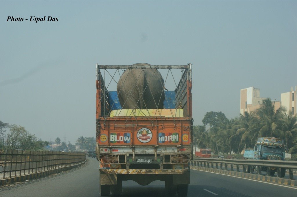 Elephant in the Truck, Навсари