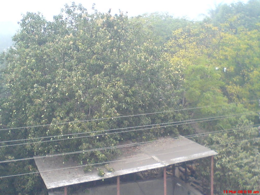 Mango on tree, Навсари