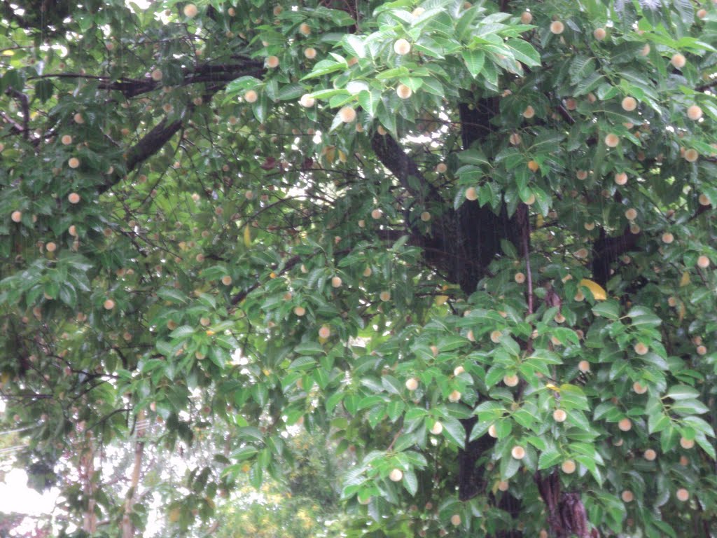 ballfruits tree, Ранчи