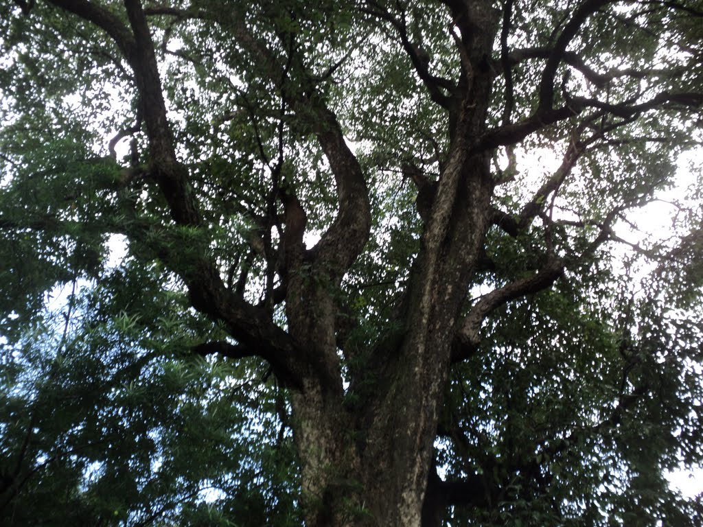 250year old jamun tree yogda ashram ranchi, Ранчи