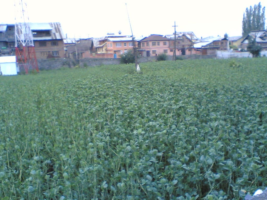 Kashmiri vegetable field in Khanyar, Сринагар