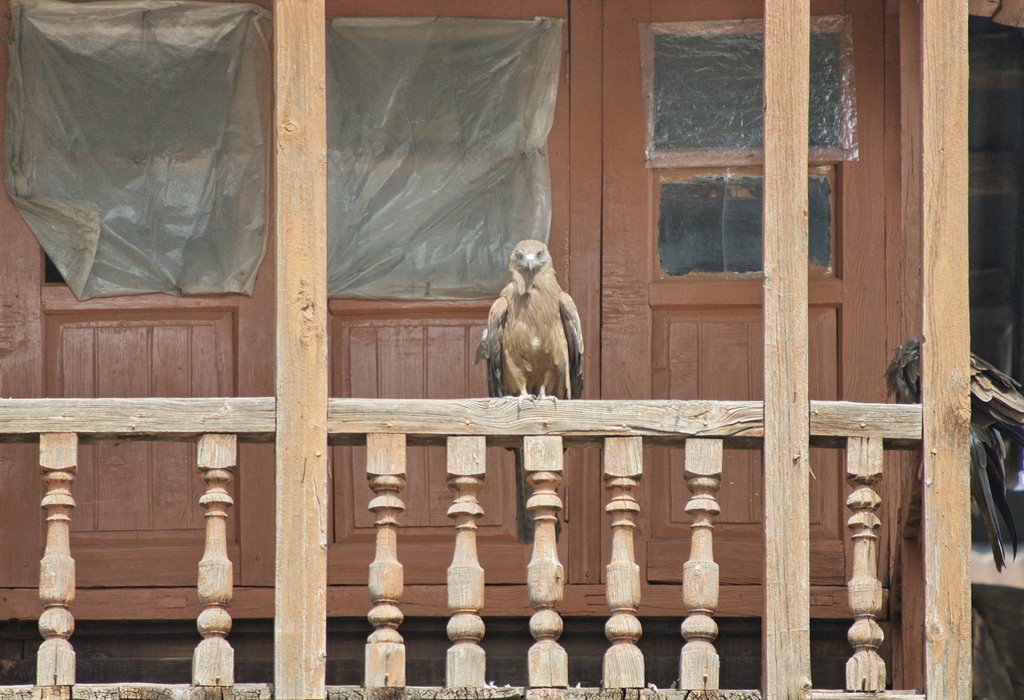 Eagle as dwellers of hindu quarters in Srinagar, Сринагар