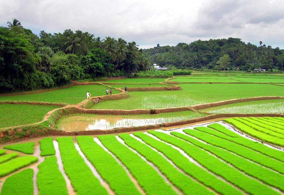 Paddy Farms in Kerala, Кожикод