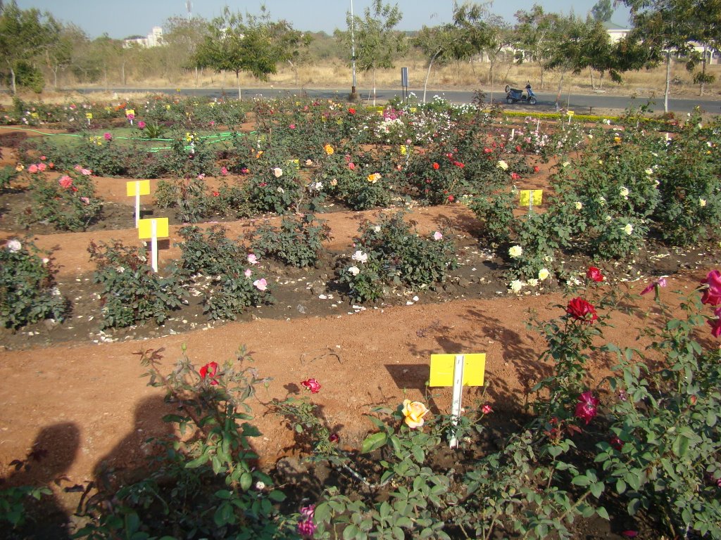 Rose garden, Индаур