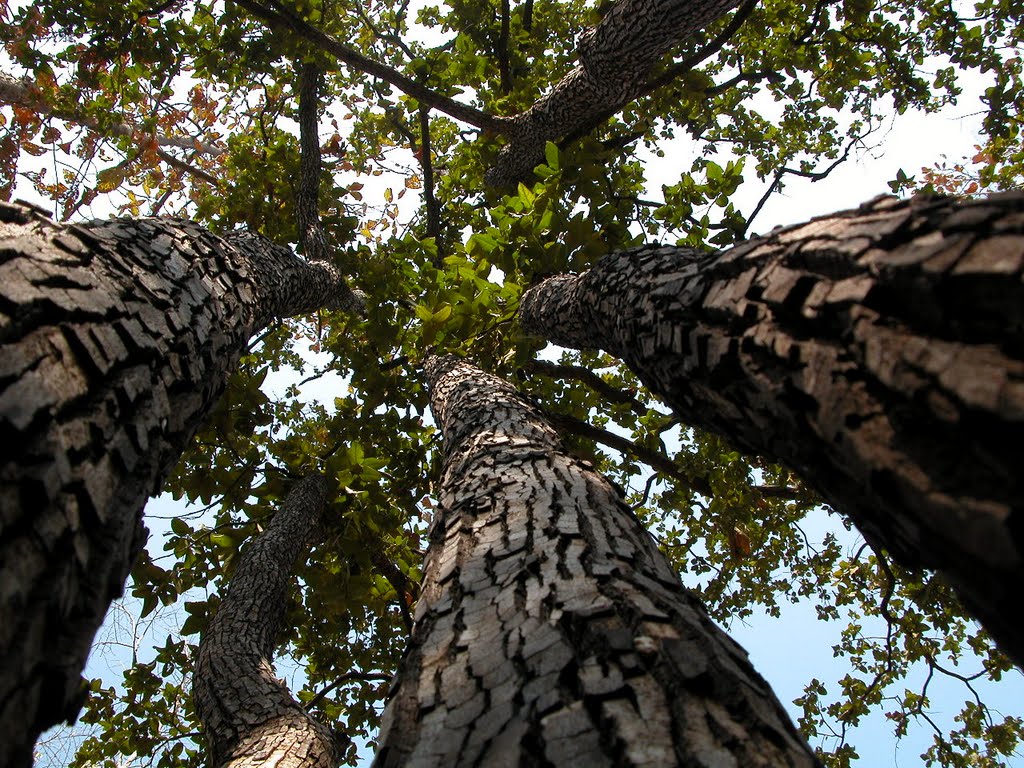 Saja (Terminalia tomentosa), trees, Кхандва