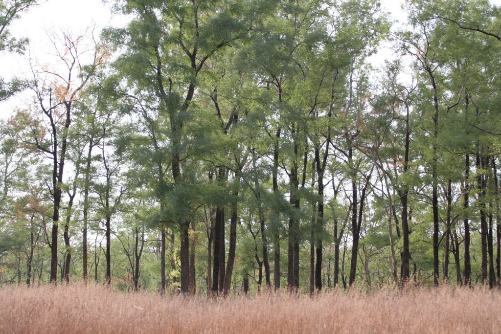 Hardwikia binata (Anjan), Forest, Кхандва