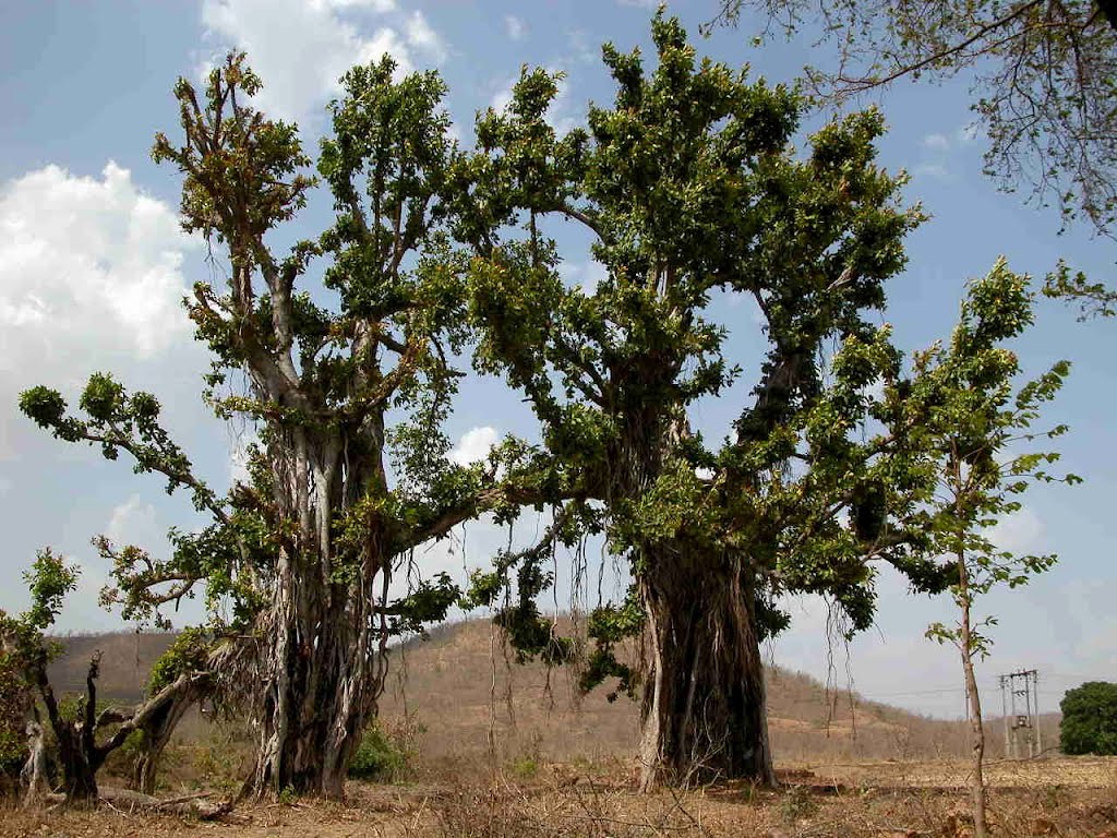 Twin Banayan trees., Кхандва