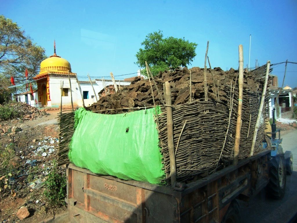 Cow dung transport., Мау