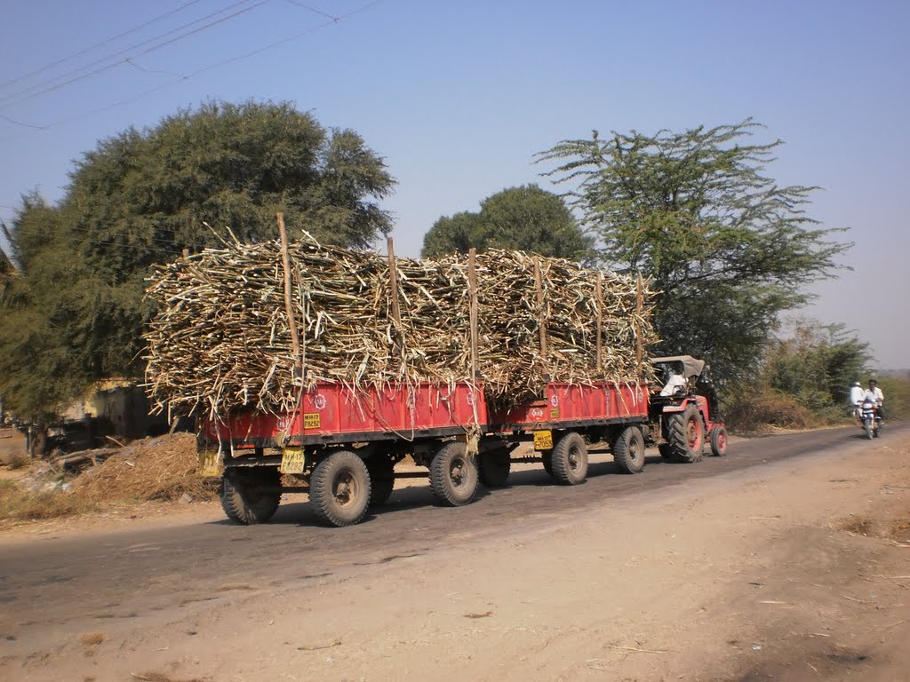 Hauling sugarcane -  two trollies - one tractor,Passing through "sugar Belt" of Maharashtra., Ахалпур