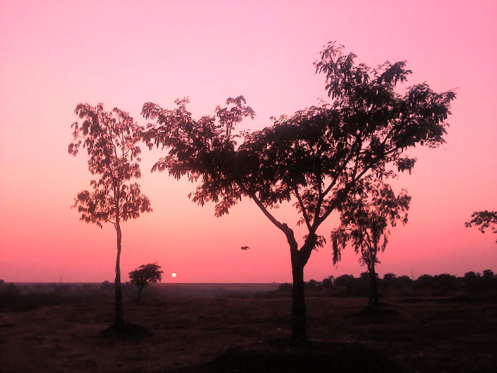 Tree, Ахмаднагар