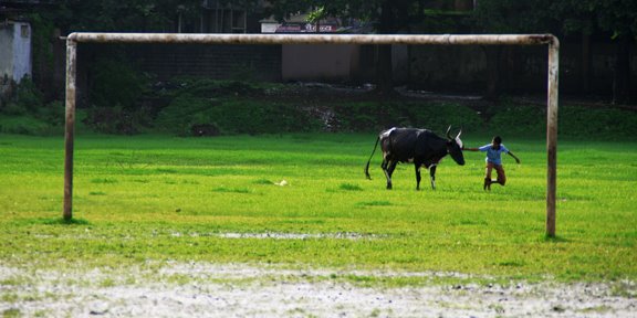 cow play, Колхапур