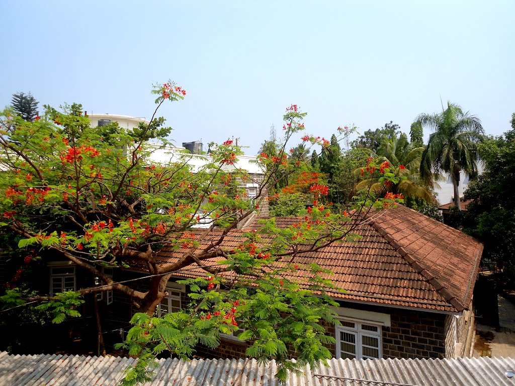 greenery and old house @ kolhapur, Колхапур