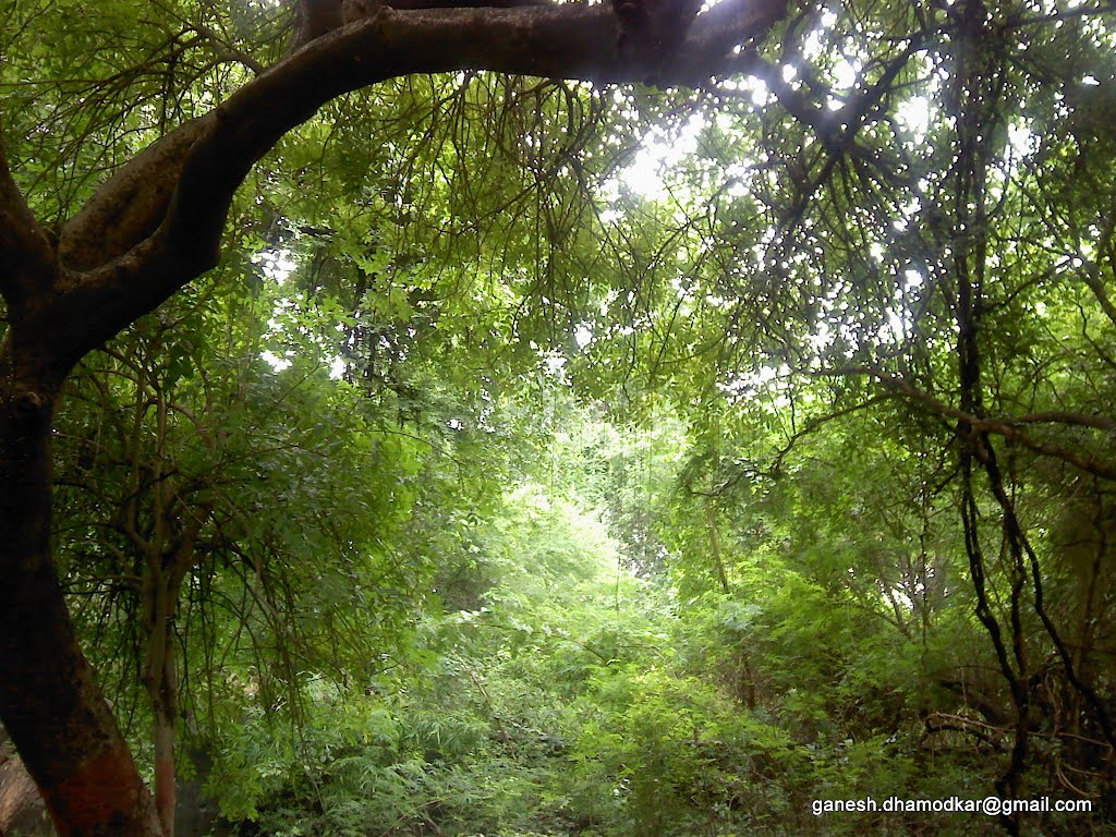 Green, Maharajbag, Nagpur, Нагпур